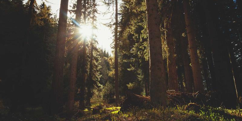 从代码到竞争力:网站开发与编程如何成为企业数字化转型的引擎